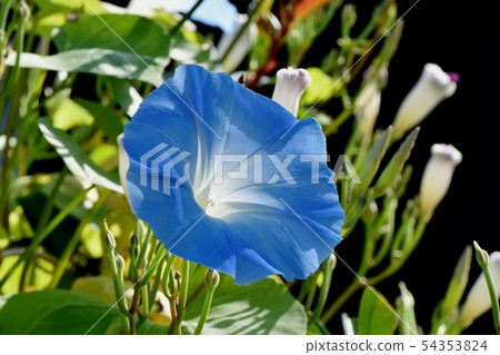 開花在三鷹中原的藍色花 54353824