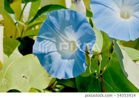 Blue flower blooming in Mitaka Nakahara 54353914