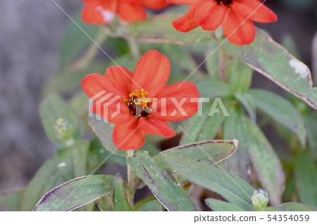 開花在三鷹中原的紅色百日菊屬 開花在三鷹中原的紅色百日菊屬 54354059