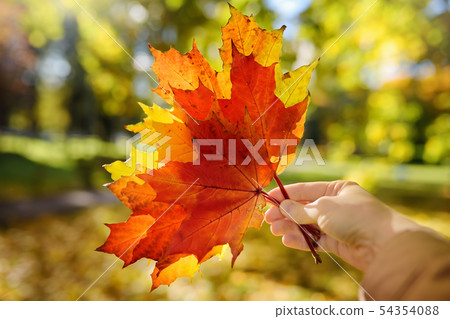 Girl holding hand several red and yellow maple Girl holding hand several red and yellow maple 54354088
