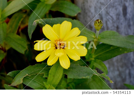 Yellow cherry blossoms blooming in Mitaka Nakahara 54354113