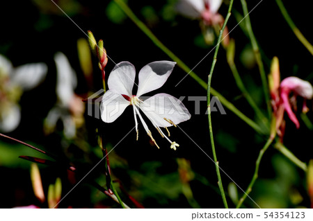 開花在三鷹中原的白色Gowra 54354123