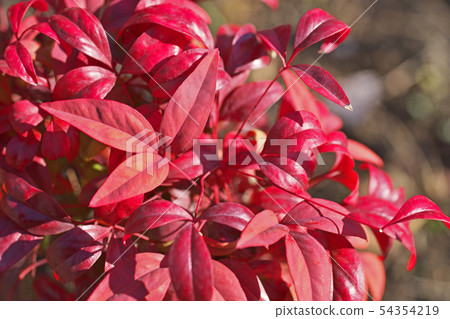 Autumn leaves of Otafu Kunanten 54354219