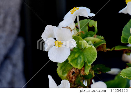 White Begonia Flower Blooming in Mitaka Nakahara 54354333