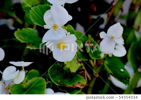 White Begonia Flower Blooming in Mitaka Nakahara 54354334