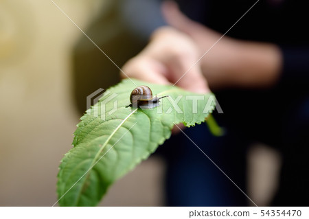 Big garden snail in nature. Snail gliding on the Big garden snail in nature. Snail gliding on the 54354470