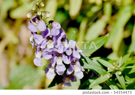 開花在Mikasa Nakahara的淺紫色的Angelonia 開花在Mikasa Nakahara的淺紫色的Angelonia 54354473