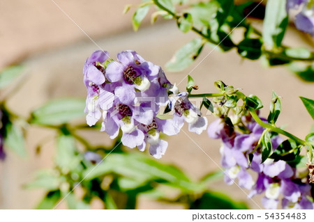 開花在Mikasa Nakahara的淺紫色的Angelonia 開花在Mikasa Nakahara的淺紫色的Angelonia 54354483