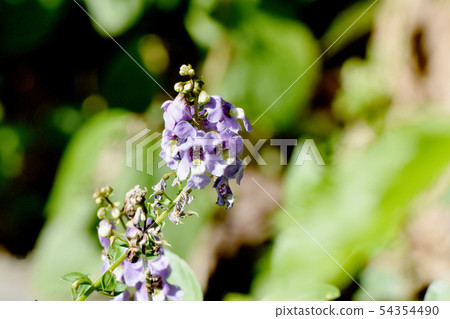Light purple Angelonia blooming in Mikasa Nakahara 54354490