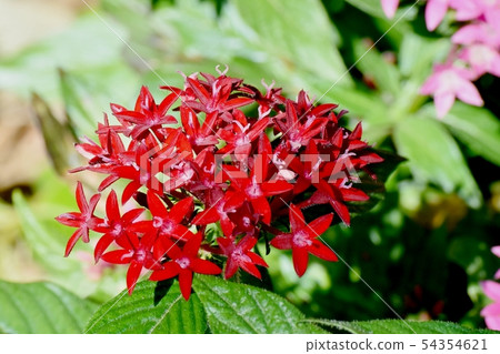 Red Pentas (Kusantanka) blooming in Mitaka Nakahara Red Pentas (Kusantanka) blooming in Mitaka Nakahara 54354621