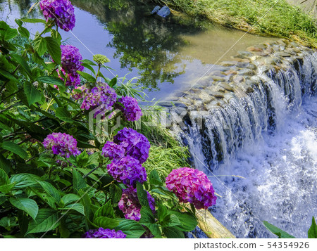 Pink hydrangea and waterfall 54354926