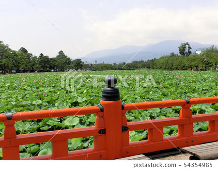 Nishibori橋和蓮花在高田公園 54354985