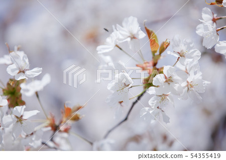 櫻花櫻 櫻花櫻 54355419