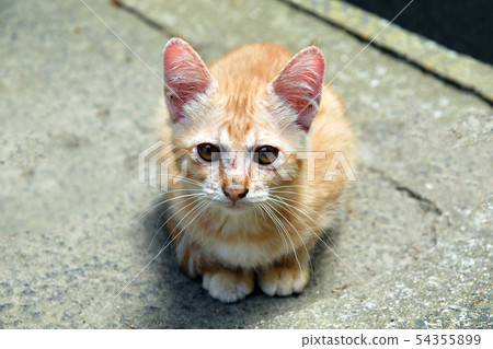 Little kitten 54355899