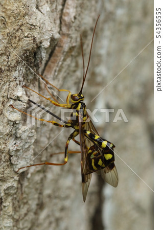 生物昆蟲巨型犀鳥,黃蜂類的天敵。由於黃蜂被認為是害蟲,它是否是正義的朋友? 生物昆蟲巨型犀鳥,黃蜂類的天敵。由於黃蜂被認為是害蟲,它是否是正義的朋友? 54356555