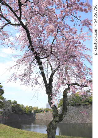 Cherry blossom cherry blossoms Cherry blossom cherry blossoms 54356756