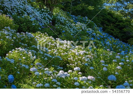 京都府 - 舞鶴自然文化園 54356770