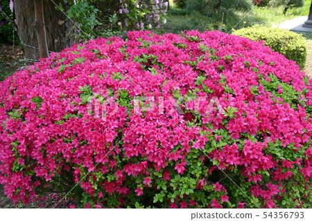 Azalea in full bloom in Toda city Azalea in full bloom in Toda city 54356793