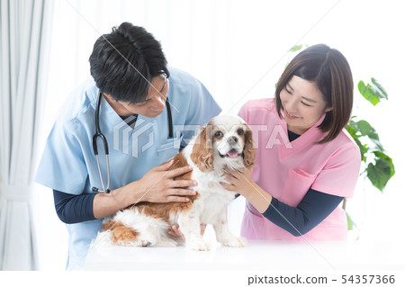 A veterinary doctor 54357366