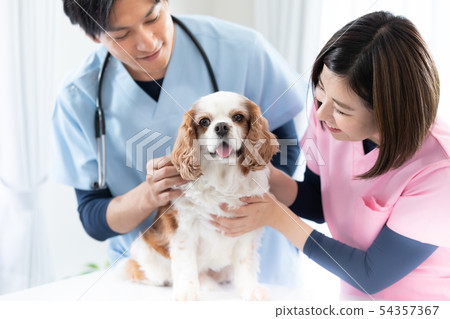A veterinary doctor A veterinary doctor 54357367
