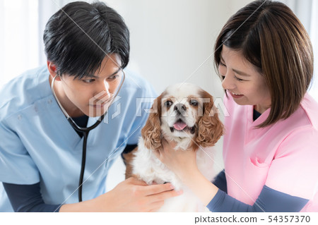 A veterinary doctor A veterinary doctor 54357370