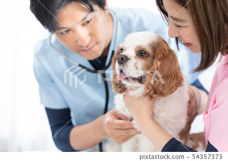 A veterinary doctor A veterinary doctor 54357373