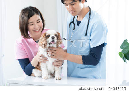 A veterinary doctor A veterinary doctor 54357415