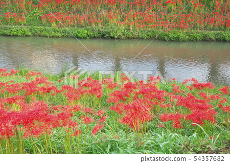 Cluster amaryllis of lake country 54357682
