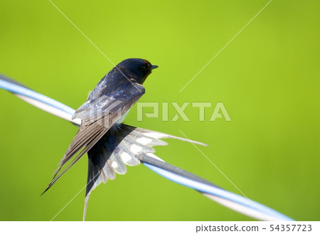 Swallow  54357723