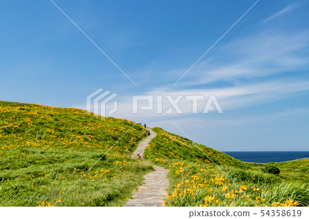 Ohno Tortoise Tobi Shima Ginsou Ohno Tortoise Tobi Shima Ginsou 54358619