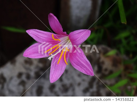 Safran mock Safran mock 54358822