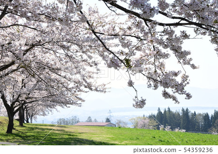 Emeishan Ranch full bloom cherry blossom 54359236