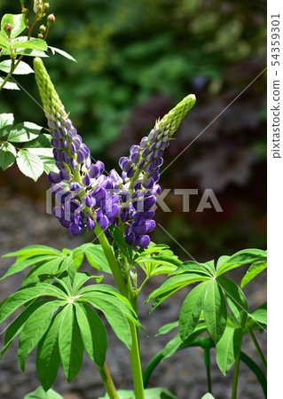 Purple lupine in the garden 54359301