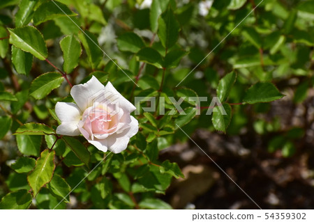 Rose prosperity 54359302