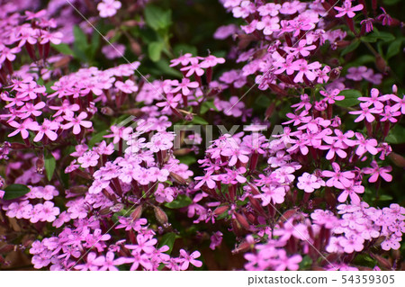 小花肥皂草 小花肥皂草 54359305