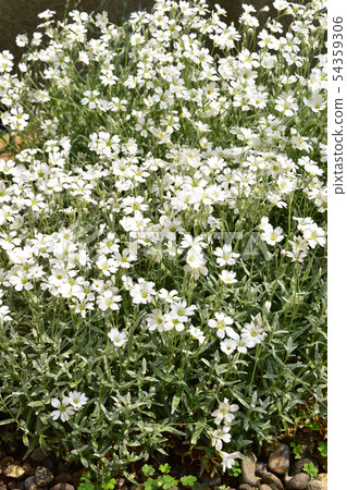 Serastium的地毯 54359306