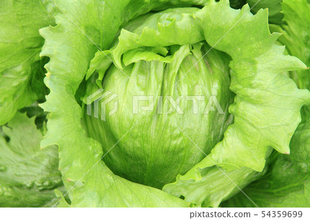 Lettuce just before harvest Lettuce just before harvest 54359699