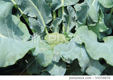 Broccoli before harvest Broccoli before harvest 54359870