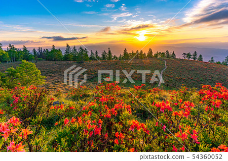 Sunrise from Mt. Amari and rengetsutsuji [Yamanashi Prefecture] 54360052