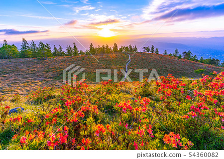 Sunrise from Mt. Amari and rengetsutsuji [Yamanashi Prefecture] 54360082
