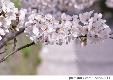 Way of philosophy Road Snow Cherry 54360811