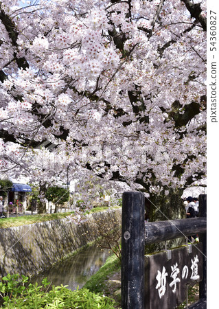 Way of philosophy Road Snow Cherry 54360827