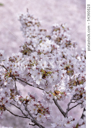 Way of philosophy Road Snow Cherry 54360828