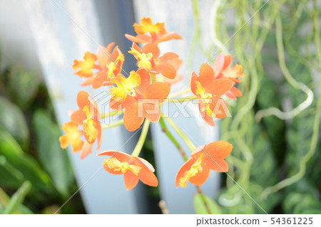 Epidendrum花蘭花 Epidendrum花蘭花 54361225