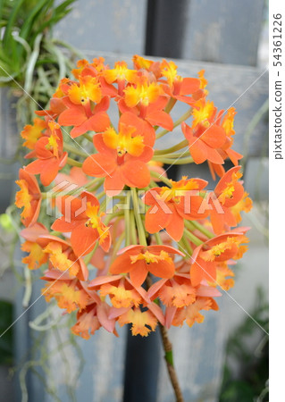 Epidendrum花蘭花 54361226
