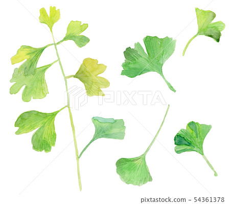 Ginkgo biloba Ginkgo Ginkgo biloba Ginkgo 54361378