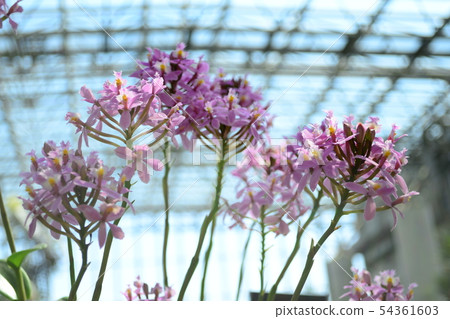 Epiden鼓花蘭科 照片素材 圖片 圖庫