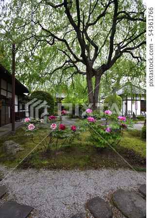 Honmaji Peony 54361766