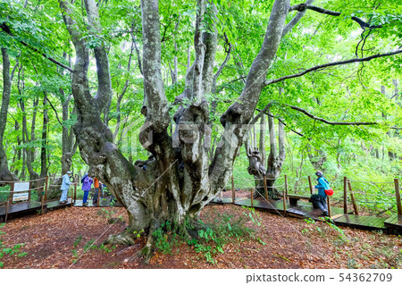 Toriumi Beech Agariko Daioh 54362709