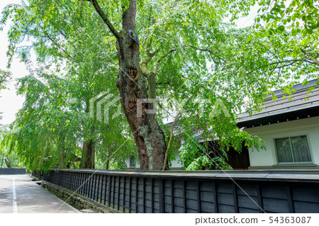 Fresh green corner samurai residence street 54363087